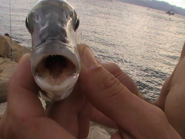 incep sa apara pesti din franta - 2013-08-25-183112-1.jpg